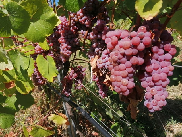 Продавам качествено грозде от сортовете Мускат отонел, Совиньон Блан, Траминер , Каберне Совиньон / - снимка 6