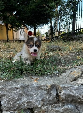 Уелско корги пемброк кученца Welsh Korgi Pambrook, Vaccinated - Yes, Dewormed - Yes - city of Izvun Bulgaria | Dogs - снимка 1