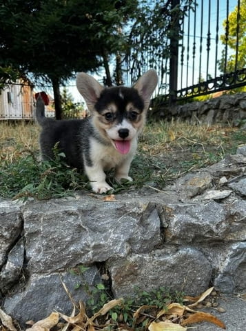 Уелско корги пемброк кученца Welsh Korgi Pambrook, Vaccinated - Yes, Dewormed - Yes - city of Izvun Bulgaria | Dogs - снимка 2