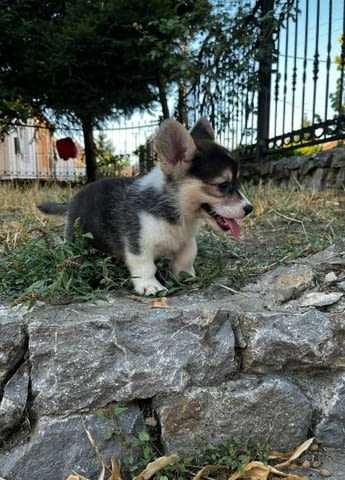 Уелско корги пемброк кученца Welsh Korgi Pambrook, Vaccinated - Yes, Dewormed - Yes - city of Izvun Bulgaria | Dogs - снимка 3