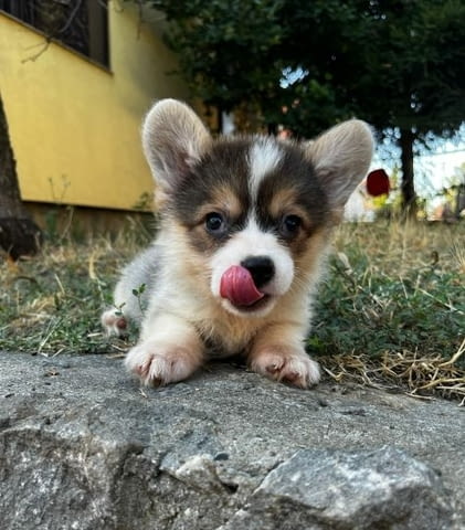 Уелско корги пемброк кученца Welsh Korgi Pambrook, Vaccinated - Yes, Dewormed - Yes - city of Izvun Bulgaria | Dogs - снимка 7