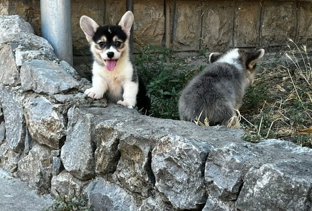 Уелско корги пемброк кученца Welsh Korgi Pambrook, Vaccinated - Yes, Dewormed - Yes - city of Izvun Bulgaria | Dogs - снимка 8