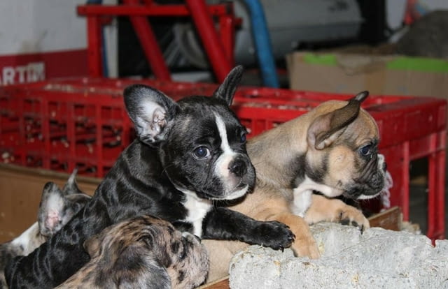 ЕКЗОТИЧЕН френски булдог кученца French Bulldog, Vaccinated - Yes, Dewormed - Yes - city of Izvun Bulgaria | Dogs - снимка 2