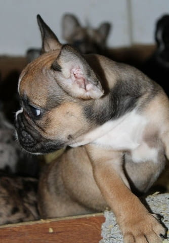 ЕКЗОТИЧЕН френски булдог кученца French Bulldog, Vaccinated - Yes, Dewormed - Yes - city of Izvun Bulgaria | Dogs - снимка 7