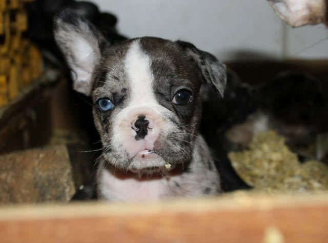 ЕКЗОТИЧЕН френски булдог кученца French Bulldog, Vaccinated - Yes, Dewormed - Yes - city of Izvun Bulgaria | Dogs - снимка 8