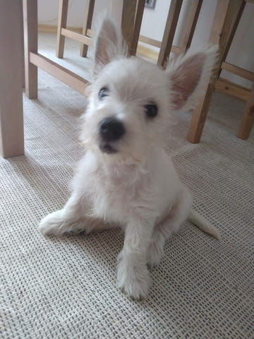 Продавам женско кученце уести Западнохайландски бял териер, 2 месеца, Ваксинирано - Да - град София | Кучета - снимка 2