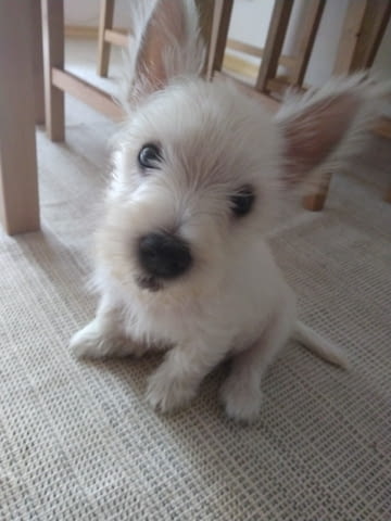 Продавам женско кученце уести Западнохайландски бял териер, 2 месеца, Ваксинирано - Да - град София | Кучета - снимка 3