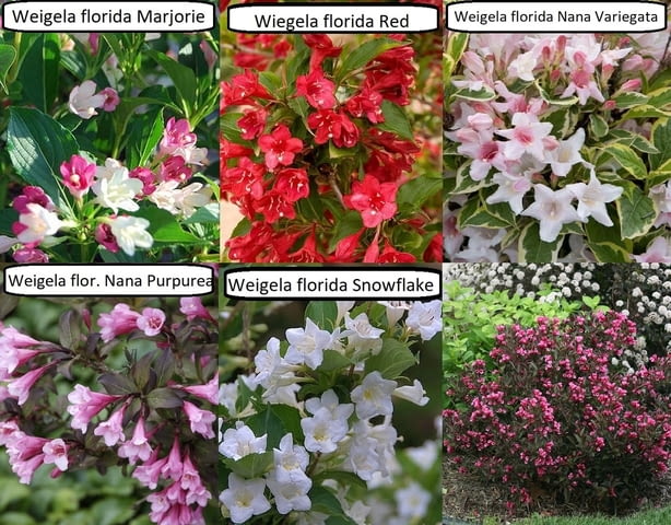 Вайгела различни сортове и цветове, град Павликени | Цветя / Растения / Саксии - снимка 1