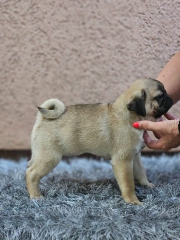 Мопс красиви кученца Pug, Vaccinated - Yes, Dewormed - Yes - city of Izvun Bulgaria | Dogs - снимка 3