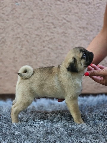 Мопс красиви кученца Ваксинирано - Да, Обезпаразитено - Да, С чип - Да - град Извън България | Кучета - снимка 4