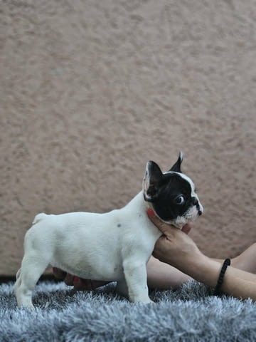 Френски булдог красиви кученца Ваксинирано - Да, Обезпаразитено - Да, С чип - Да - град Извън България | Кучета - снимка 5