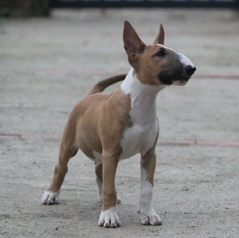 Бултериер кученца Ваксинирано - Да, Обезпаразитено - Да, С чип - Да - град Извън България | Кучета - снимка 1