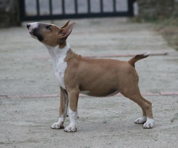 Бултериер кученца Ваксинирано - Да, Обезпаразитено - Да, С чип - Да - град Извън България | Кучета - снимка 2