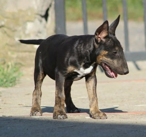 Бултериер кученца Ваксинирано - Да, Обезпаразитено - Да, С чип - Да - град Извън България | Кучета - снимка 5