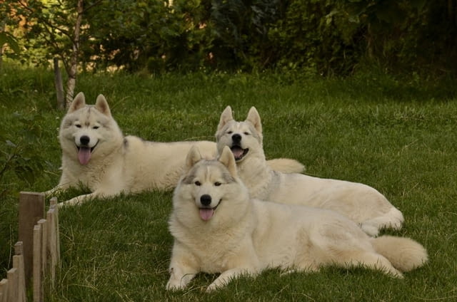 Сибирско хъски кученце за продажба Ваксинирано - Да, Обезпаразитено - Да, С чип - Да - град Извън България | Кучета - снимка 3