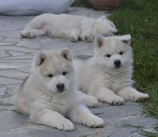 Сибирско хъски кученце за продажба Ваксинирано - Да, Обезпаразитено - Да, С чип - Да - град Извън България | Кучета - снимка 5