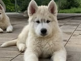 Сибирско хъски кученце за продажба