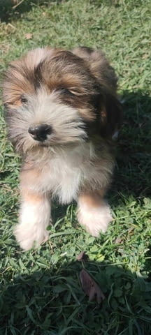 Хавански бишон кученца Havana Bichon, Vaccinated - Yes, Dewormed - Yes - city of Izvun Bulgaria | Dogs - снимка 1