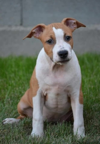 Американски стафорд териер ТОП КАЧЕСТВО American Staffordshire Terrier, Vaccinated - Yes, Dewormed - Yes - city of Izvun Bulgaria | Dogs - снимка 3
