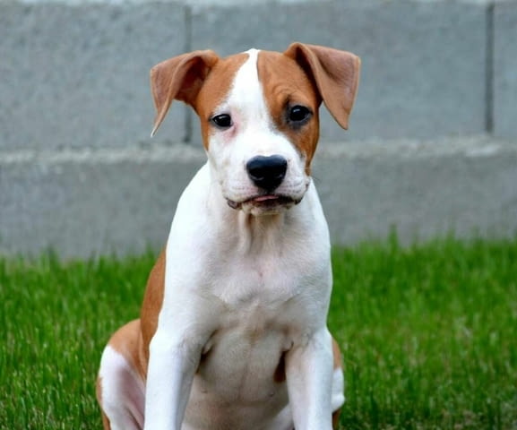 Американски стафорд териер ТОП КАЧЕСТВО American Staffordshire Terrier, Vaccinated - Yes, Dewormed - Yes - city of Izvun Bulgaria | Dogs - снимка 6