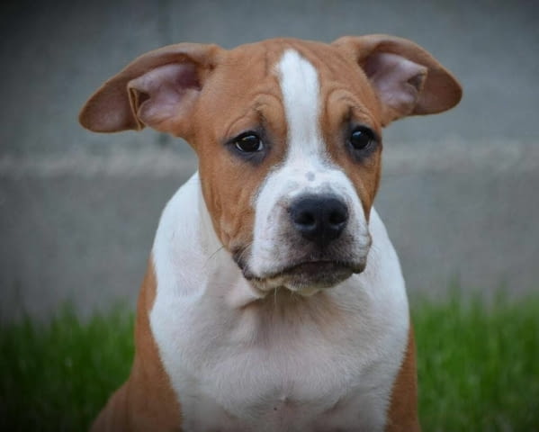 Американски стафорд териер ТОП КАЧЕСТВО American Staffordshire Terrier, Vaccinated - Yes, Dewormed - Yes - city of Izvun Bulgaria | Dogs - снимка 8