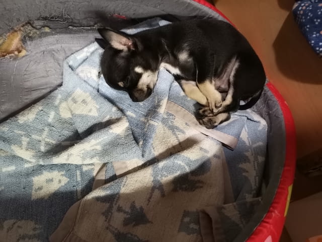 Мъжко чихуахуа Chihuahua, 2 Months, Vaccinated - Yes - city of Dobrich | Dogs - снимка 1