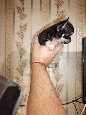 Мъжко чихуахуа Chihuahua, 2 Months, Vaccinated - Yes - city of Dobrich | Dogs - снимка 2