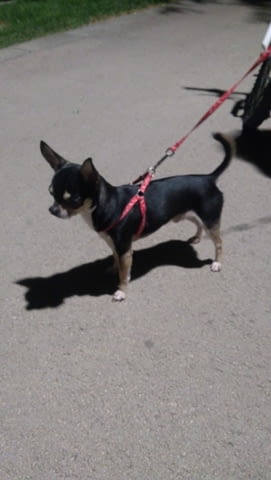 Мъжко чихуахуа Chihuahua, 2 Months, Vaccinated - Yes - city of Dobrich | Dogs - снимка 4