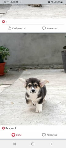 Пемброк уелско корги ТОП кученца Welsh Korgi Pambrook, Vaccinated - Yes, Dewormed - Yes - city of Izvun Bulgaria | Dogs - снимка 4