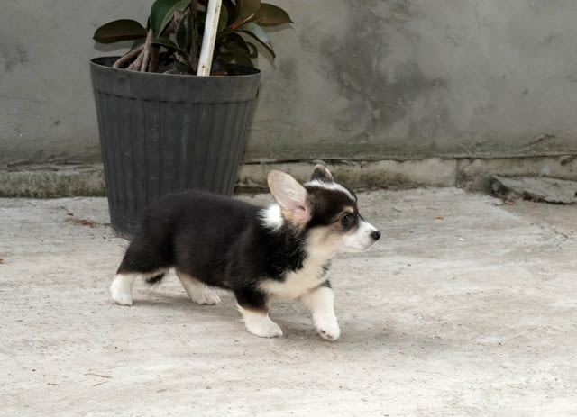 Пемброк уелско корги ТОП кученца Welsh Korgi Pambrook, Vaccinated - Yes, Dewormed - Yes - city of Izvun Bulgaria | Dogs - снимка 8