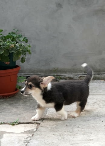 Пемброк уелско корги ТОП кученца Welsh Korgi Pambrook, Vaccinated - Yes, Dewormed - Yes - city of Izvun Bulgaria | Dogs - снимка 9