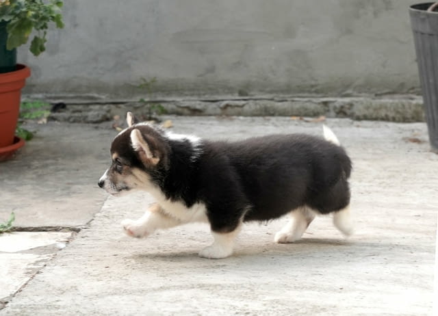 Пемброк уелско корги ТОП кученца Welsh Korgi Pambrook, Vaccinated - Yes, Dewormed - Yes - city of Izvun Bulgaria | Dogs - снимка 10