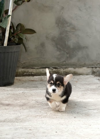 Пемброк уелско корги ТОП кученца Welsh Korgi Pambrook, Vaccinated - Yes, Dewormed - Yes - city of Izvun Bulgaria | Dogs - снимка 11