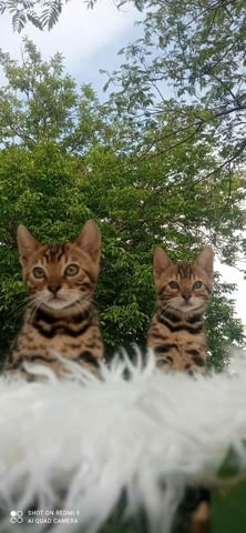 Бенгалски котета Bengal, Vaccine - Yes, Dewormed - Yes - city of Izvun Bulgaria | Cats - снимка 10