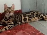 Бенгалски котета