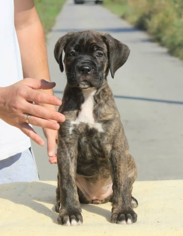Кане Корсо кученца за продажба Kanekorso, Vaccinated - Yes, Dewormed - Yes - city of Izvun Bulgaria | Dogs - снимка 1