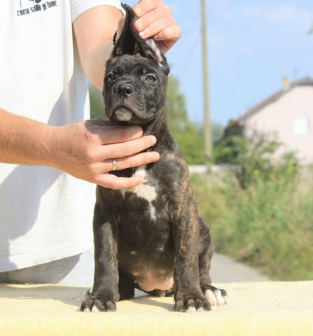 Кане Корсо кученца за продажба Kanekorso, Vaccinated - Yes, Dewormed - Yes - city of Izvun Bulgaria | Dogs - снимка 2