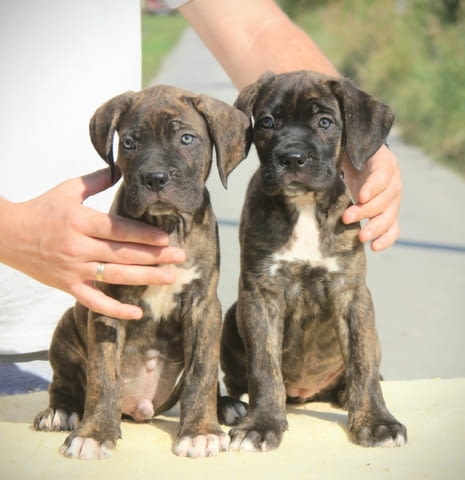 Кане Корсо кученца за продажба Kanekorso, Vaccinated - Yes, Dewormed - Yes - city of Izvun Bulgaria | Dogs - снимка 5