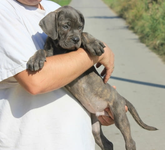 Кане Корсо кученца за продажба Kanekorso, Vaccinated - Yes, Dewormed - Yes - city of Izvun Bulgaria | Dogs - снимка 6