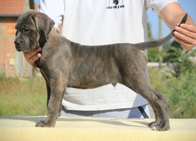 Кане Корсо кученца за продажба Kanekorso, Vaccinated - Yes, Dewormed - Yes - city of Izvun Bulgaria | Dogs - снимка 9
