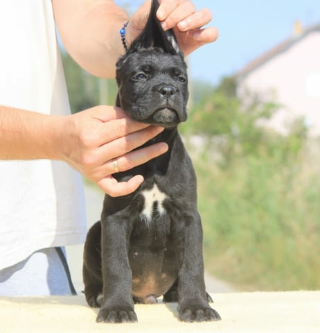 Кане Корсо кученца за продажба Kanekorso, Vaccinated - Yes, Dewormed - Yes - city of Izvun Bulgaria | Dogs - снимка 11