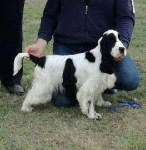 Английски кокер шпаньол кученца за продажба English Cocker Spaniel, Vaccinated - Yes, Dewormed - Yes - city of Izvun Bulgaria | Dogs - снимка 11
