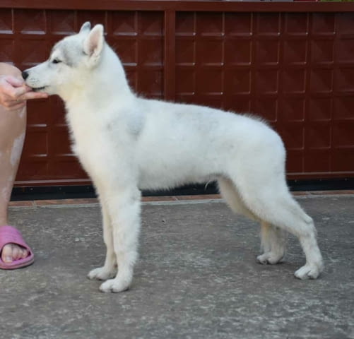 Сибирско хъски кученца Ваксинирано - Да, Обезпаразитено - Да, С чип - Да - град Извън България | Кучета - снимка 2