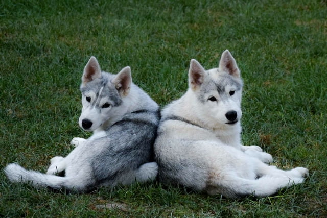 Сибирско хъски кученца Siberian Husky, Vaccinated - Yes, Dewormed - Yes - city of Izvun Bulgaria | Dogs - снимка 3