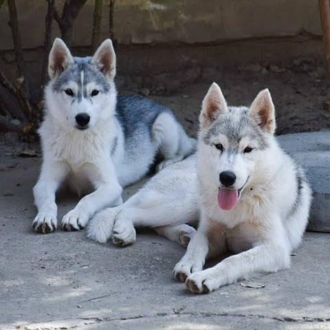 Сибирско хъски кученца Siberian Husky, Vaccinated - Yes, Dewormed - Yes - city of Izvun Bulgaria | Dogs - снимка 4