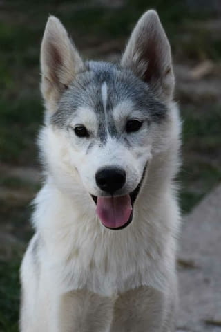 Сибирско хъски кученца Ваксинирано - Да, Обезпаразитено - Да, С чип - Да - град Извън България | Кучета - снимка 5