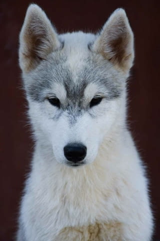 Сибирско хъски кученца Ваксинирано - Да, Обезпаразитено - Да, С чип - Да - град Извън България | Кучета - снимка 6