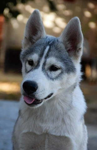 Сибирско хъски кученца Ваксинирано - Да, Обезпаразитено - Да, С чип - Да - град Извън България | Кучета - снимка 7