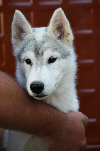 Сибирско хъски кученца Ваксинирано - Да, Обезпаразитено - Да, С чип - Да - град Извън България | Кучета - снимка 8