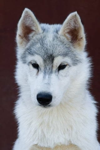 Сибирско хъски кученца Ваксинирано - Да, Обезпаразитено - Да, С чип - Да - град Извън България | Кучета - снимка 9